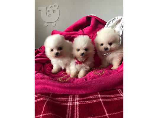 PoulaTo: Υπέροχα κουτάβια φλιτζάνι τσαγιού Pomeranian