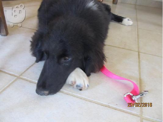 Βorder collie ημιαιμο χαριζεται