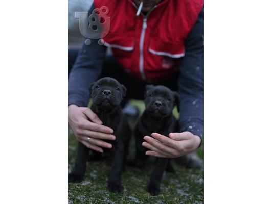 Cane Corso κουτάβια