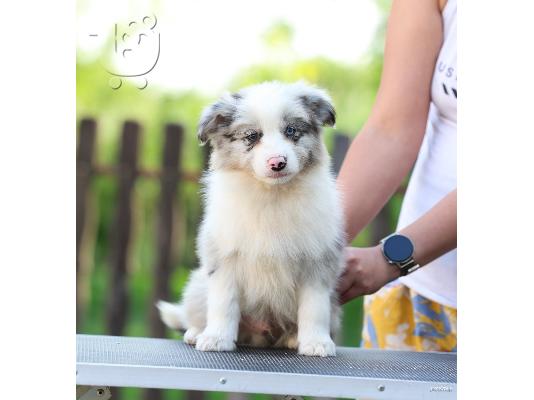 Κουτάβια Border Collie