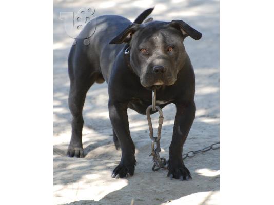 PoulaTo: Πιτμπουλ