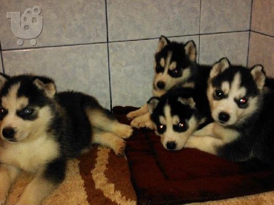 Husky καθαροαιμα κουταβια 6979314054 Αθηνα