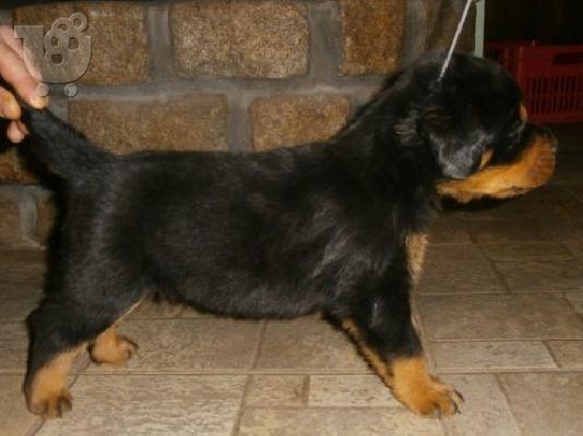 Rottweiler καθαροαιμα με PEDIGREE 6979314054 ΚΡΗΤΗ-ΑΘΗΝΑ-ΘΕΣΣΑΛΟΝΙΚΗ...