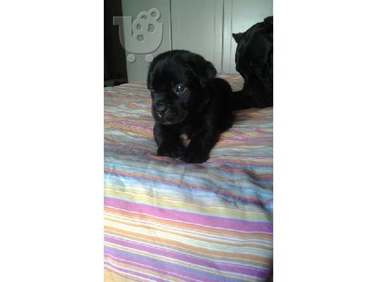 PoulaTo: CANE CORSO ITALIKO MASTIF