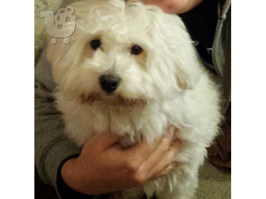 PoulaTo: πωλειται σκυλι ρατσας μαλτεζ