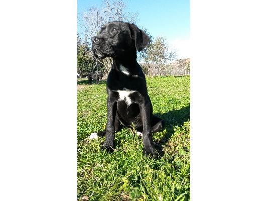 κουταβι cane corso θηλυκο