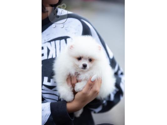Pomeranian Spitz κουτάβια