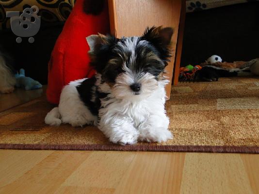 Χαριτωμένο καθαρόαιμο κουτάβι biewer yorkshire terrier