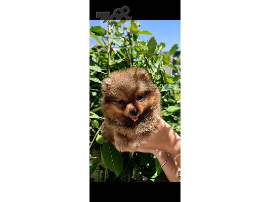 Pomeranian Spitz κουτάβια προς πώληση