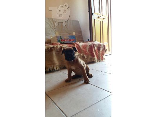 μποξερ boxer