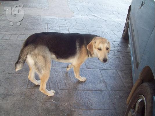 Νεαρες σκυλιτσες χαριζονται