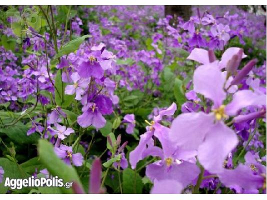 35 Σποροι Orychophragmus Violaceus