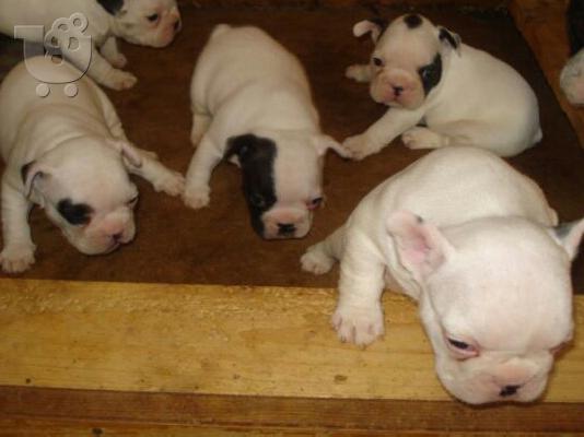 Γαλλικο μπουλντογκ