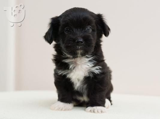Κουτάβια Havanese bichon