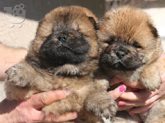 PoulaTo: τσαου-τσαου