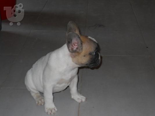 PoulaTo: ΓΑΛΛΙΚΑ ΜΠΟΥΛΝΤΟΚ με pedigree