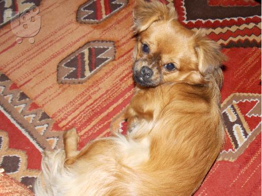 Θιβετιανό πεκινουά καθαρόαιμο - 150€