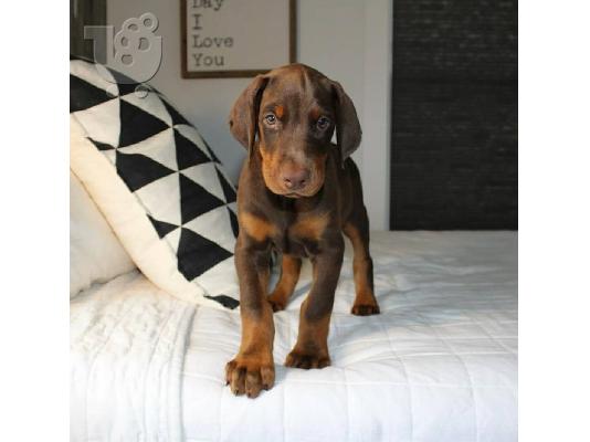 PoulaTo: Doberman puppies