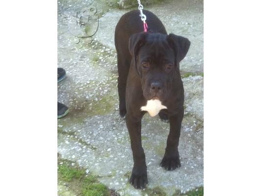 PoulaTo: Cane Corso Καθαρόαιμο Κουτάβι
