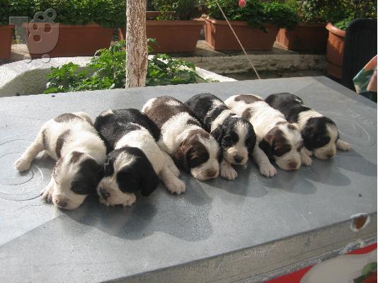 PoulaTo: springer spaniel κουταβακια