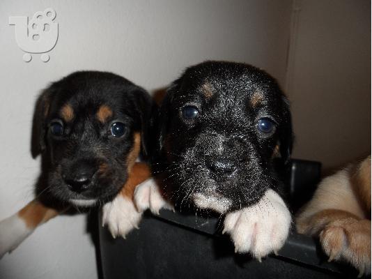 ΧΑΡΙΖΟΝΤΑΙ ημηαιμα μπασετ