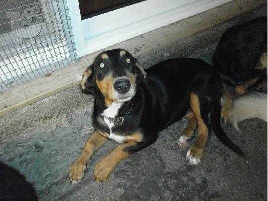 PoulaTo: Σκυλακι χαριζεται