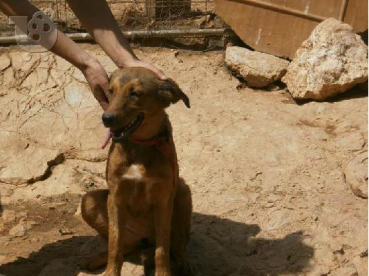 Νεαρη σκυλιτσα χαριζεται