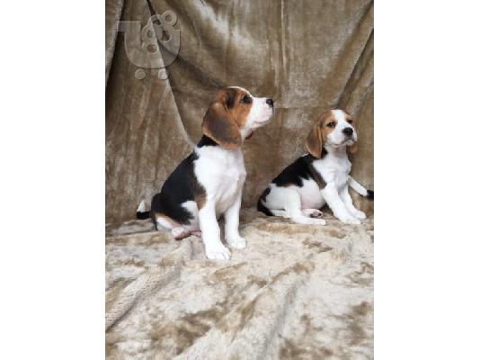 Prekrasna štenad Beagle.