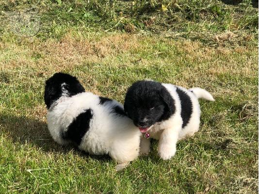 PoulaTo: Newfoundland Puppies Υγείας Δοκιμασμένους Γονείς