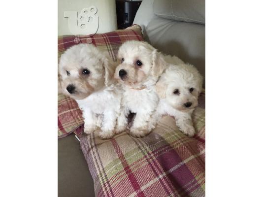 PoulaTo: Cute Bichon Frise Puppies Διαθέσιμο προς πώληση