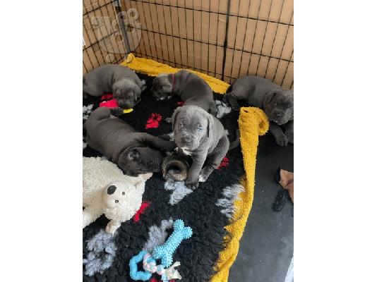 Κουτάβια Cane Corso για υιοθεσία