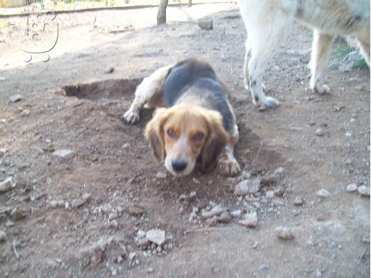 Ο μικροσωμος Charlie χαριζεται