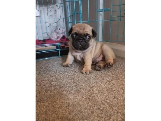 Διατίθενται κουτάβια Pug