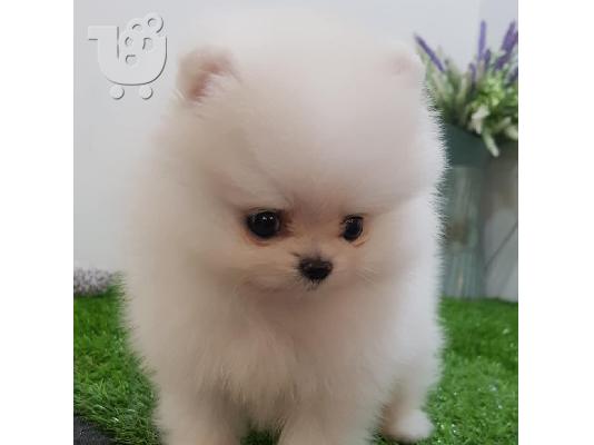 PoulaTo: Λατρευτά γενεαλογικά κουτάβια Pomeranian