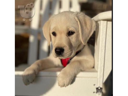 Εδώ έχουμε 5 όμορφα κουτάβια Labrador Retriever.