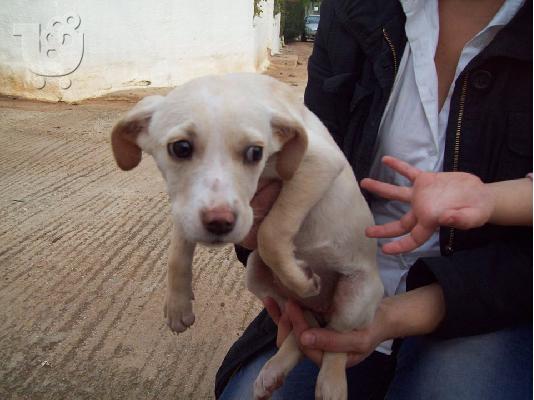 Λευκο κουταβακι χαριζεται