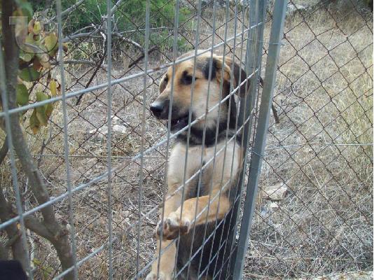 Λυκοσκυλιτσα ημιαιμη ψαχνει γονιο