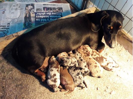 PoulaTo: AKC Dachshunds