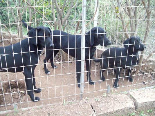 Νεαρες σκυλιτσες ψαχνουν οικογενειες