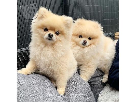 PoulaTo: Καταπληκτικά κουτάβια Pomeranian!