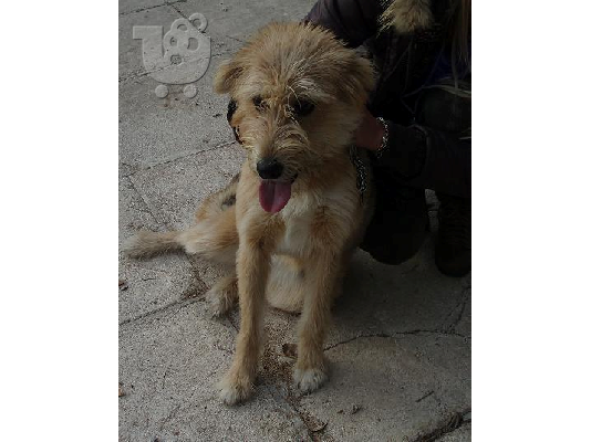 PoulaTo: Γκριφονιτσα χαριζεται