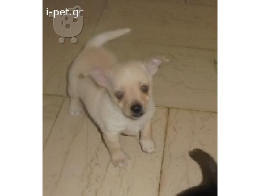 ΜΙΝΙ ΠΙΝΣΕΡ ΚΑΘΑΡΟΑΙΜΑ