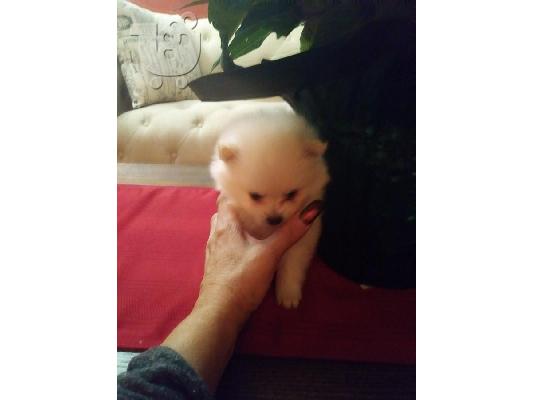 Δύο ωραία T-Cup Pomeranian Puppies