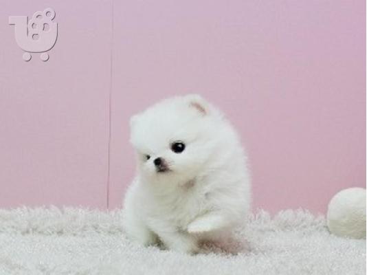 Pomeranian κουτάβια Διαθέσιμο