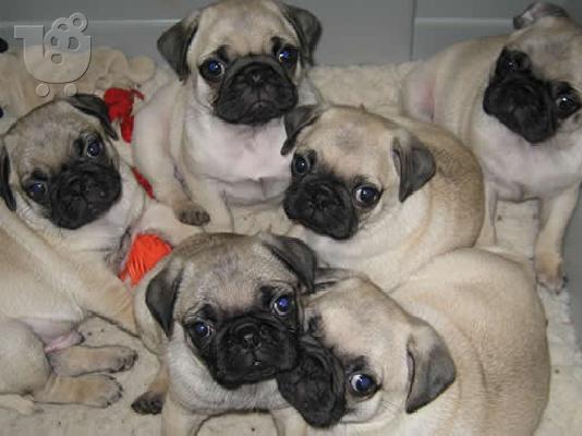 PoulaTo: κορυφαία κουτάβια pug