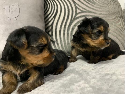 PoulaTo: Μωρό κουτάβια Yorkie