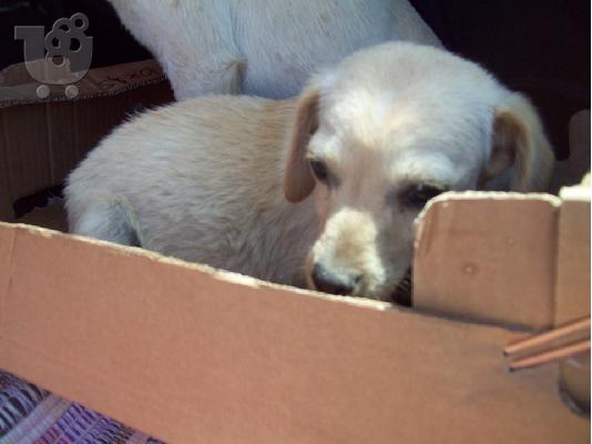 Ημιαιμα τσιουαουα χαριζονται