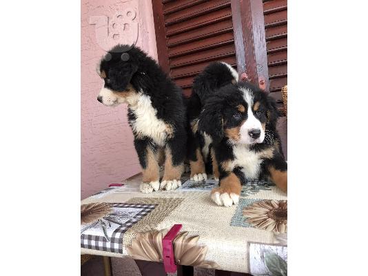 Κουτάβια Bernese Mountain Dog