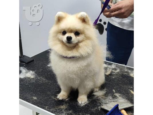 PoulaTo: Pomeranian Spitz