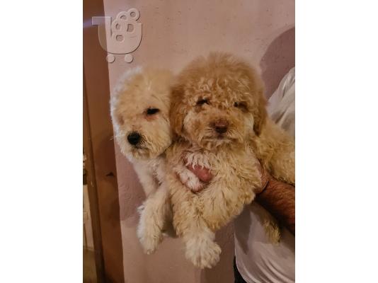 Labradoodle κουτάβια
